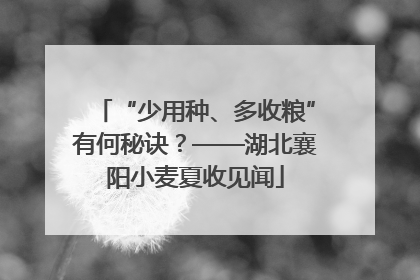 “少用种、多收粮”有何秘诀？——湖北襄阳小麦夏收见闻