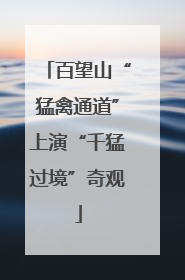 百望山“猛禽通道”上演“千猛过境”奇观