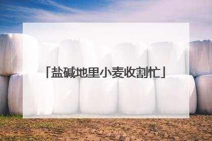 盐碱地里小麦收割忙