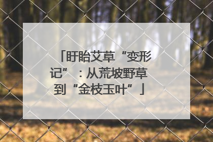 盱眙艾草“变形记”：从荒坡野草到“金枝玉叶”