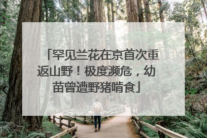 罕见兰花在京首次重返山野！极度濒危，幼苗曾遭野猪啃食