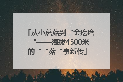 从小蘑菇到“金疙瘩“——海拔4500米的““菇“事新传