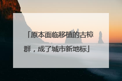 原本面临移植的古樟群，成了城市新地标