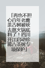 再也不担心百年老鹰茶古树被砍去熬火锅底料了！四川开江启动珍稀古茶树专项保护