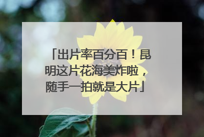 出片率百分百！昆明这片花海美炸啦，随手一拍就是大片