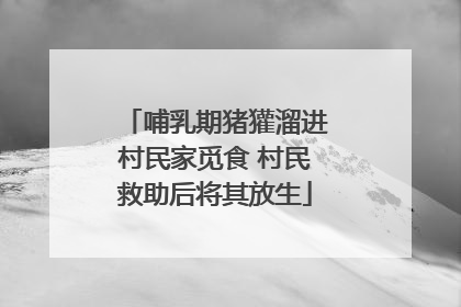 哺乳期猪獾溜进村民家觅食 村民救助后将其放生