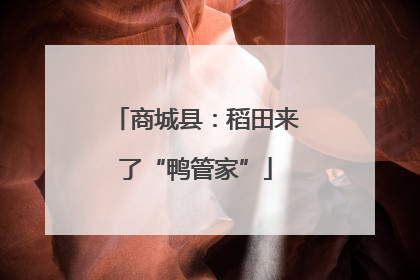 商城县：稻田来了“鸭管家”