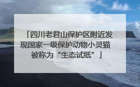 四川老君山保护区附近发现国家一级保护动物小灵猫 被称为“生态试纸”