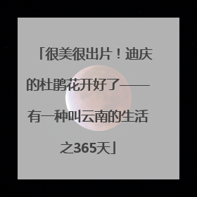 很美很出片！迪庆的杜鹃花开好了——有一种叫云南的生活之365天