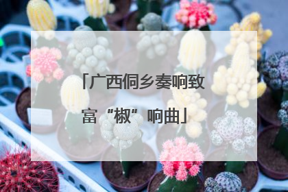 广西侗乡奏响致富“椒”响曲