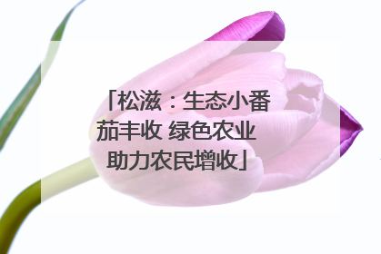 松滋：生态小番茄丰收 绿色农业助力农民增收