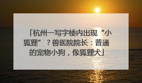 杭州一写字楼内出现“小狐狸”？兽医院院长：普通的宠物小狗，像狐狸犬