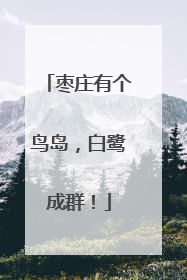 枣庄有个鸟岛，白鹭成群！