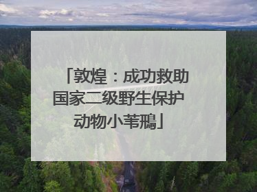 敦煌：成功救助国家二级野生保护动物小苇鳽
