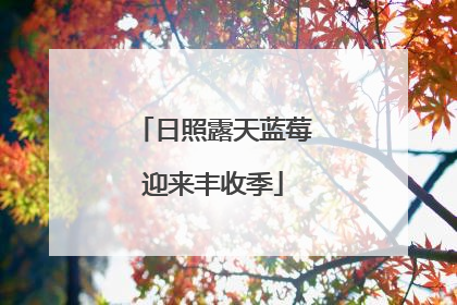 日照露天蓝莓迎来丰收季