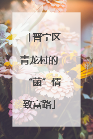 晋宁区青龙村的“菌”情致富路