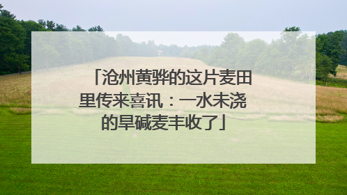 沧州黄骅的这片麦田里传来喜讯：一水未浇的旱碱麦丰收了