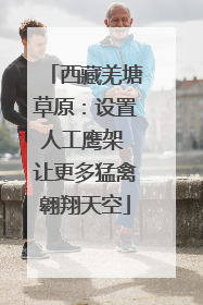 西藏羌塘草原：设置人工鹰架 让更多猛禽翱翔天空