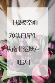 规模空前 70头白犀牛从南非运抵卢旺达