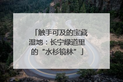 触手可及的宝藏湿地：长宁绿道里的“水杉镜林”