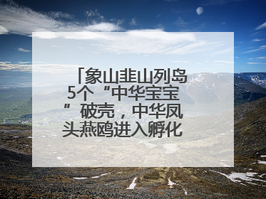象山韭山列岛5个“中华宝宝”破壳，中华凤头燕鸥进入孵化育儿关键期