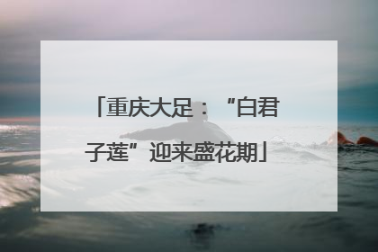 重庆大足：“白君子莲”迎来盛花期