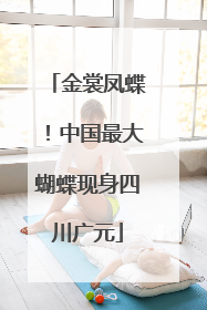 金裳凤蝶！中国最大蝴蝶现身四川广元