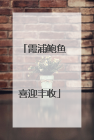 霞浦鲍鱼喜迎丰收