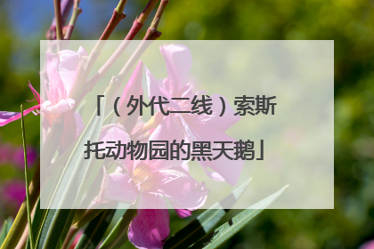 （外代二线）索斯托动物园的黑天鹅