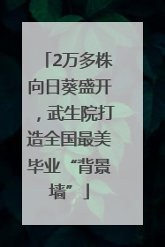2万多株向日葵盛开，武生院打造全国最美毕业“背景墙”