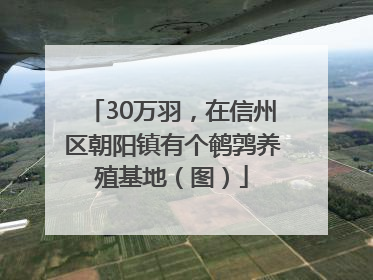 30万羽，在信州区朝阳镇有个鹌鹑养殖基地（图）