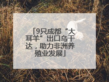 9只成都“大耳羊”出口乌干达，助力非洲养殖业发展